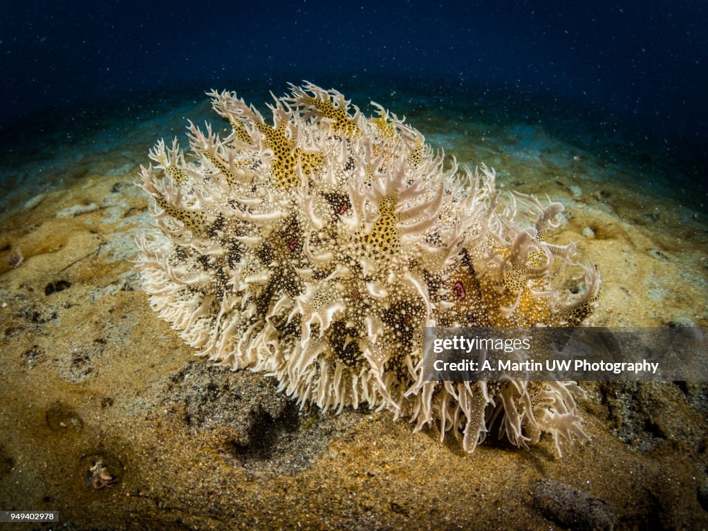 Sea hare (Bursella sp.)