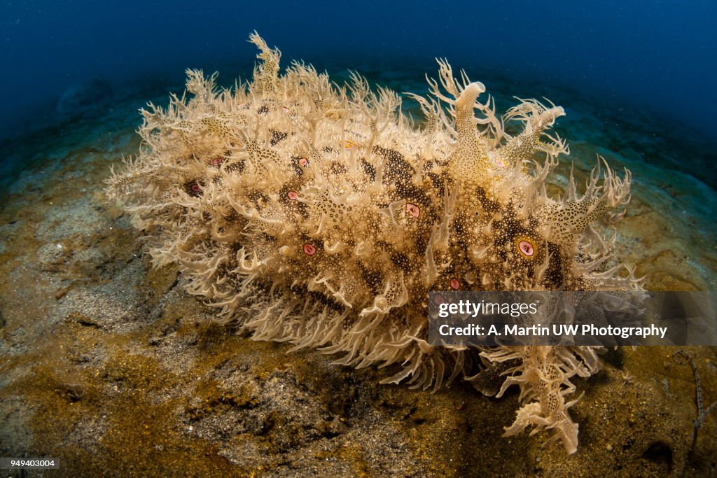 Sea hare (Bursella sp.)