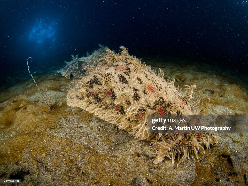 Sea hare (Bursella sp.)