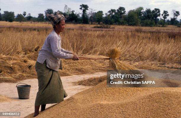 Paysanne battant la récolte à Champassak, Laos.