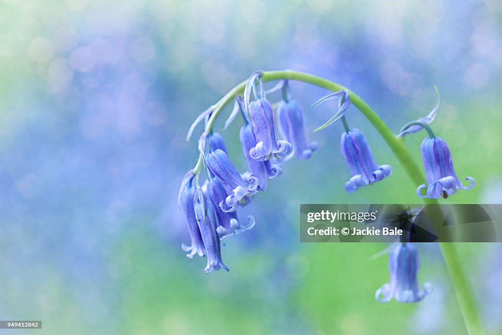 Simply bluebells