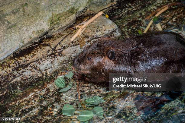 american beaver, castor canadensis. beaver feeding on an aquatic plant. - beaver chew stock pictures, royalty-free photos & images