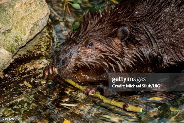 american beaver, castor canadensis. beaver chewing the bark off a branch. - beaver chew stock pictures, royalty-free photos & images