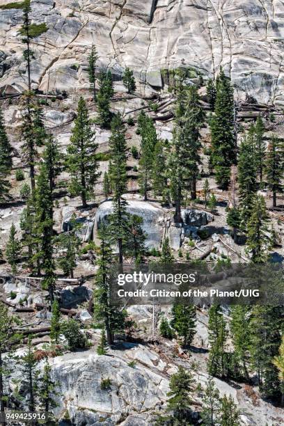 rocks and evergreens at devils postpile national monument, inyo national forest, madera county, california - madera stock pictures, royalty-free photos & images