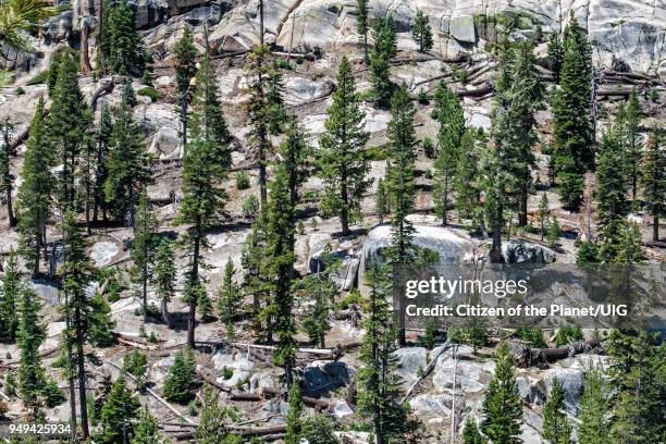 rocks and evergreens at devils postpile national monument, inyo national forest, madera county, california - wildnisgebiet ansel adams stock-fotos und bilder