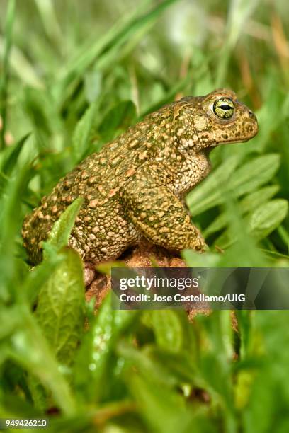 natterjack toad, spain - calamita fotografías e imágenes de stock