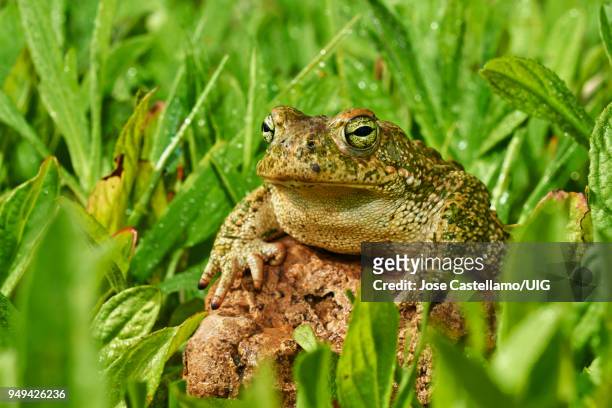 natterjack toad, spain - calamita fotografías e imágenes de stock