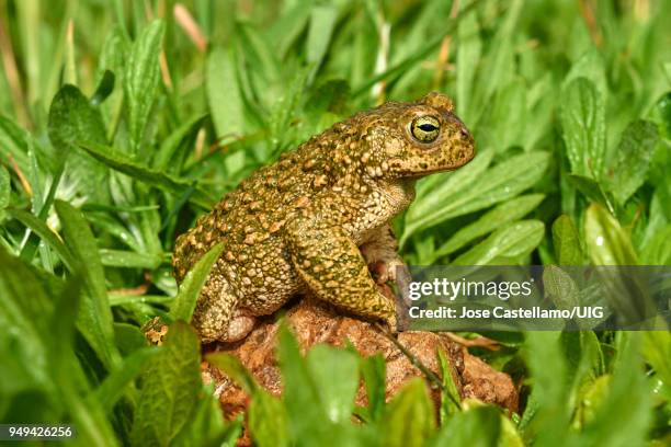 natterjack toad, spain - calamita fotografías e imágenes de stock