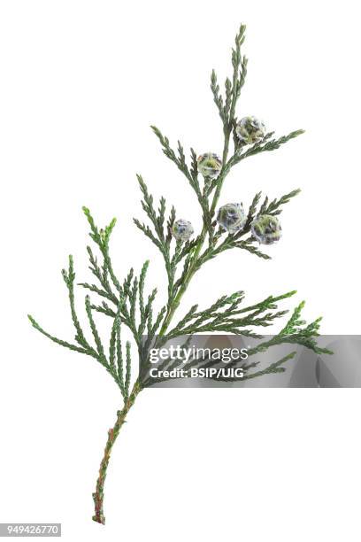 Thuja High-Res Stock Photo