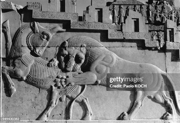 Bas-relief de Persépolis, représentant un lion attaquant un taureau, sur l'escalier nord de la cité perse de Persépolis, en Iran.