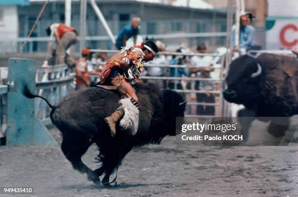 Bison Rodeo Bison Stampede Photos and Premium High Res Pictures - Getty Images