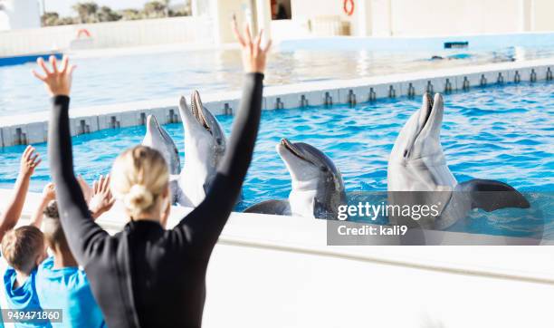 kinder auf entdeckungsreise, delfine, trainer im marine park - captive animals stock-fotos und bilder