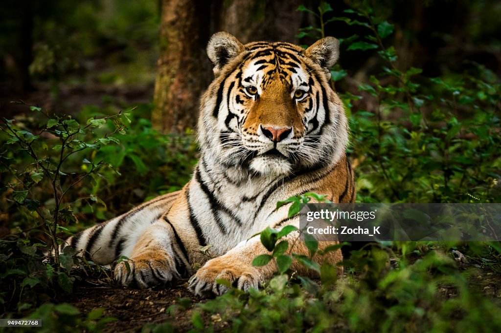 Portret van de tijger