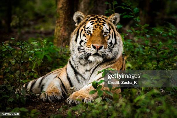 portret van de tijger - tiger stockfoto's en -beelden