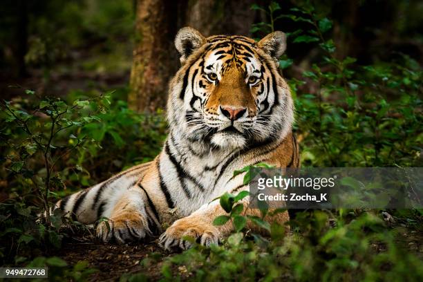 tiger portrait - endangered species stock pictures, royalty-free photos & images