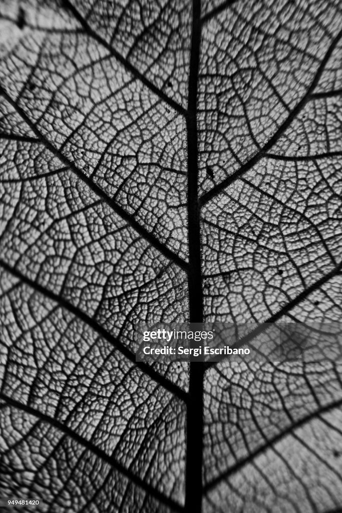 Texture of a tree leaf in black and white