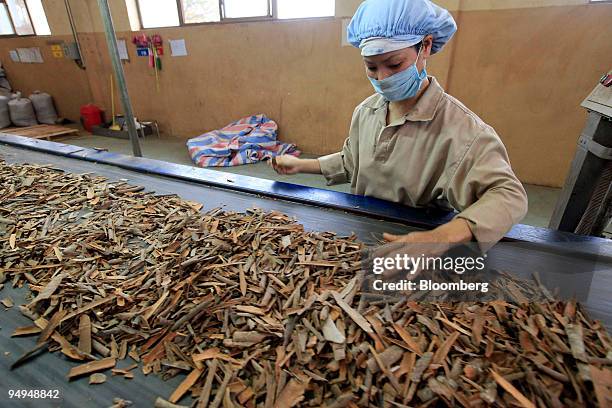 An employee of Pacific Basin Partnership Inc. Inspects cinnamon bark along a conveyor belt at a processing plant in Hanoi, Vietnam, on Tuesday, Feb....