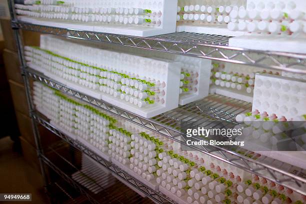 Vials containing Rhesus monkey tissue cell cultures that will be used to test for viruses including the H1N1 influenza A strain, originally labeled...