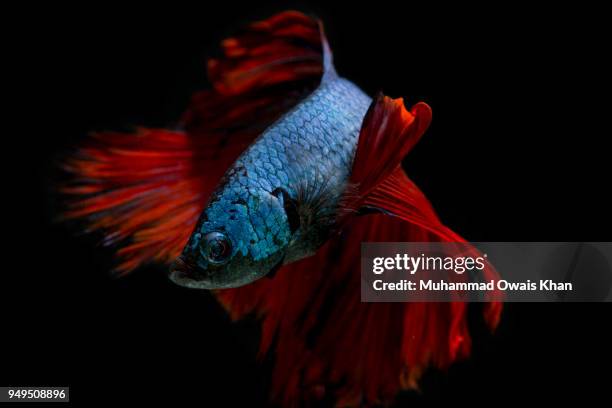 Muhammad Fish 1,849 Muhammad Fish Stock Photos, High-Res Pictures, and Images - Getty ...