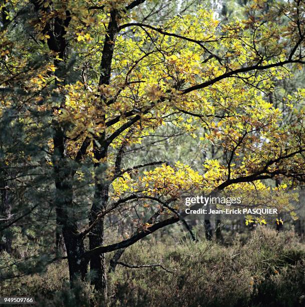 Walk in an area call the Cul du Chien, known for rock climbing and sandy ground, during autumn pictured in the forest of the Trois Pignons near...