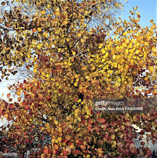 Walk in an area call the Cul du Chien, known for rock climbing and sandy ground, during autumn pictured in the forest of the Trois Pignons near...