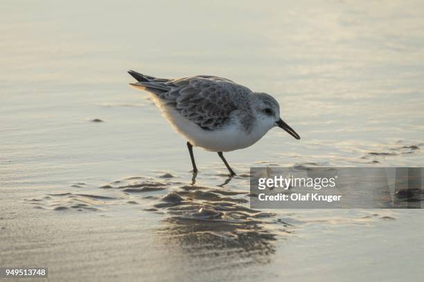sanderling (calidris alba) in shallow water at the beach searching for food, sylt, nordfriesland, schleswig-holstein, germany - foraging on beach stock pictures, royalty-free photos & images