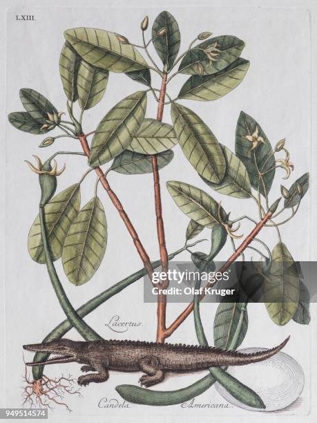 alligator (crocodilus dictus) und mangrovenbaum (lacertus candela americana), handkolorierter kupferstich von mark catesby, naturgeschichte von carolina, florida und den bahama inseln, 1754 - kunst, kultur und unterhaltung stock illustrations