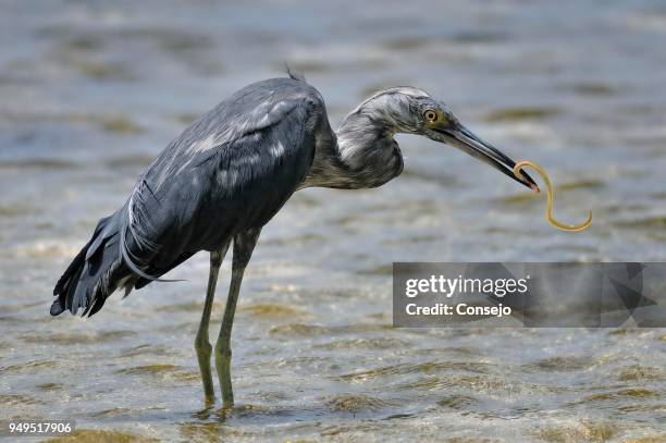 little blue heron (egretta caerulea) standing with prey in water, ambergris caye, belize - ambergris caye bildbanksfoton och bilder