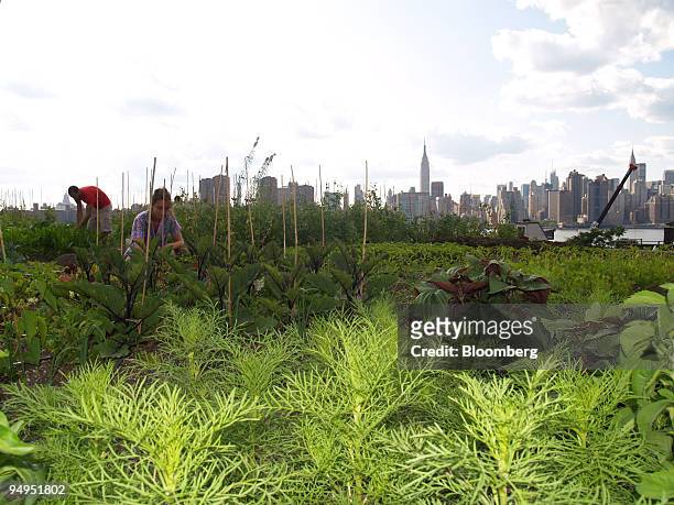 Annie Novak and a volunteer tend crops in Brooklyn, New York, U.S., on July 14, 2009. It took a crane to hoist 100 tons of soil onto the roof.