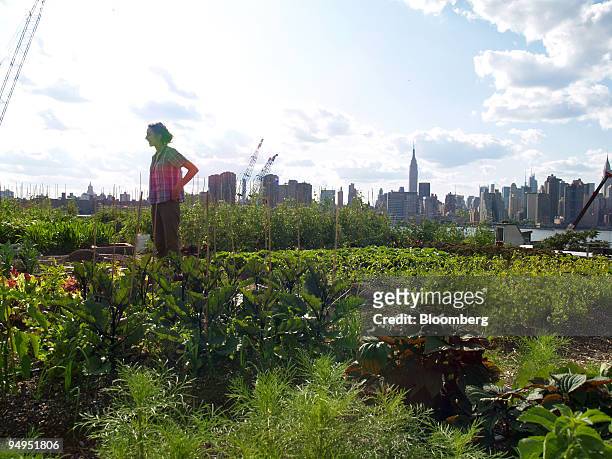 Urban farmer Annie Novak surveys the farm in Brooklyn, New York, U.S., on July 14, 2009. Rooftop Farms has 6000 square feet of space to raise produce.