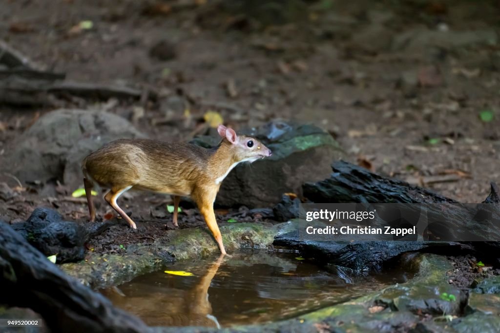 Lesser Mousedeer Or Kanchil At Waterhole Kaeng Krachan National Park  Phetchaburi Thailand High-Res Stock Photo - Getty Images
