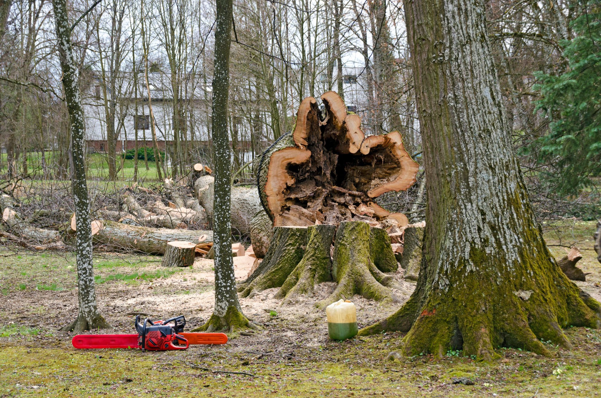 oak tree disease