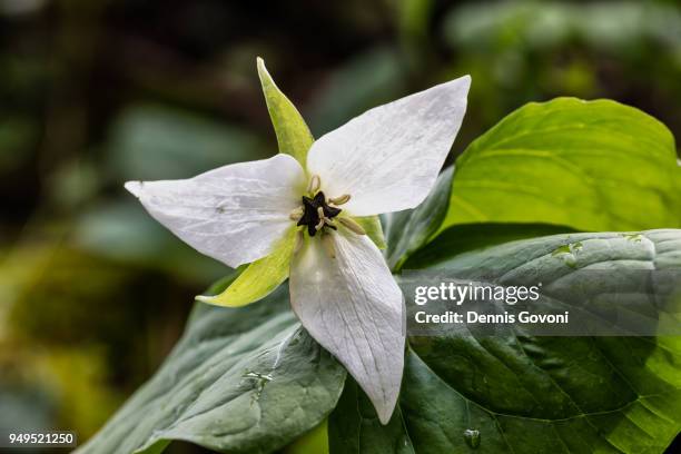 jeweled wakerobin - gatlinburg stock pictures, royalty-free photos & images