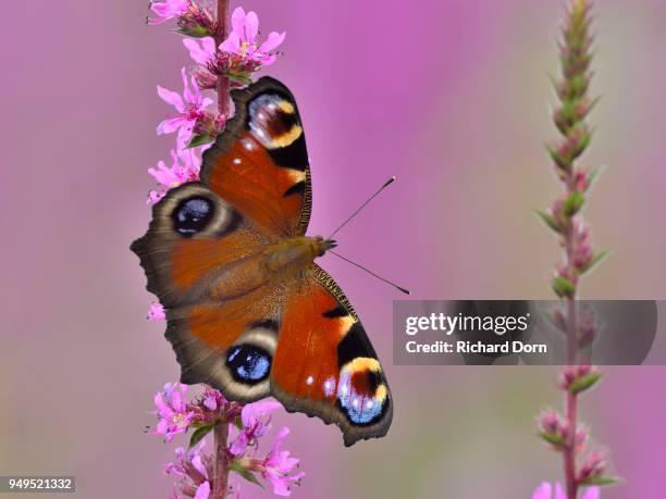 european peacock (inachis io) on a blossom of purple loosestrife (lythrum salicaria), rheinberg, niederrhein, nordrhein- westfalen, germany - iluminação rheinberg imagens e fotografias de stock