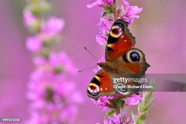 european peacock (inachis io) on a blossom of purple loosestrife (lythrum salicaria), rheinberg, niederrhein, nordrhein- westfalen, germany - loosestrife stock pictures, royalty-free photos & images