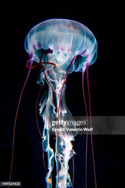 illuminated purple-striped jellyfish (chrysaora colorata), black background, captive - purple jellyfish stock pictures, royalty-free photos & images