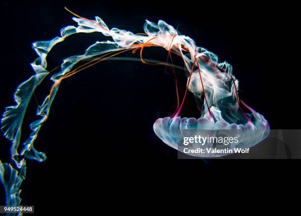 illuminated purple-striped jellyfish (chrysaora colorata), black background, captive - purple jellyfish stock pictures, royalty-free photos & images