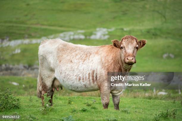 cow (bos primigenius taurus) stands on a meadow, isle of islay, inner hebrides, scotland, united kingdom - bos taurus primigenius stock pictures, royalty-free photos & images
