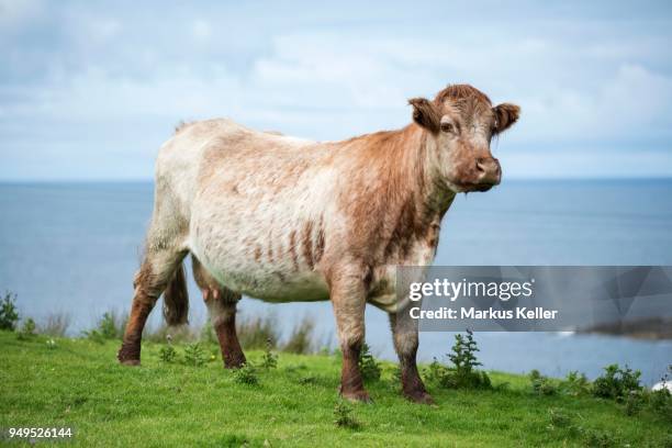 cow (bos primigenius taurus) stands in a pasture on the atlantic coast, isle of islay, inner hebrides, scotland, united kingdom - bos taurus primigenius stock pictures, royalty-free photos & images