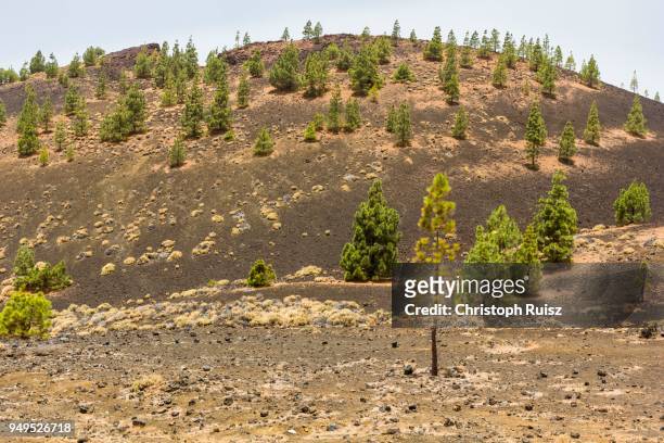 canary island pines (pinus canariensis) in volcanic landscape, el teide national park, tenerife, spain - el teide national park stock-fotos und bilder