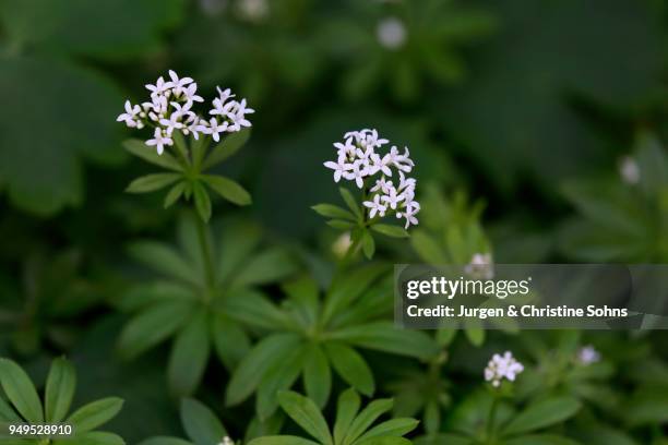 woodruff (asperula odorata), flowering, blossoming, germany - asperula odorata stock pictures, royalty-free photos & images