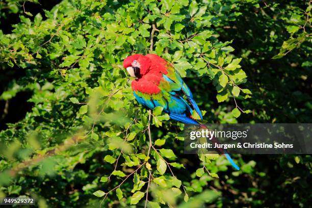 red-and-green macaw (ara chloroptera), adult, sits in the tree, occurrence south america, captive - arara de asa verde imagens e fotografias de stock