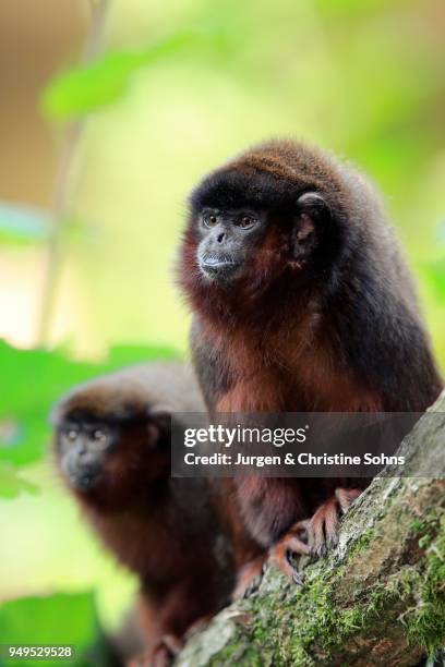 154 Titis Stock Photos, High-Res Pictures, and Images - Getty Images