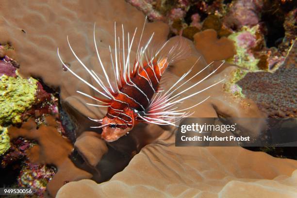 radial firefish (pterois radiata) in the coral reef, nocturnal, red sea, egypt - pterois radiata stock pictures, royalty-free photos & images