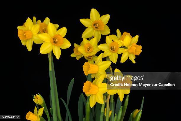 yellow dwarf-daffodils (narcissus), black background, germany - narcissus mythological character 個照片及圖片檔
