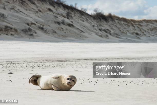 harbor seal (phoca vitulina) on the beach of langeoog, east frisia, lower saxony, germany - langeoog fotografías e imágenes de stock