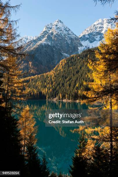 mountain lake with european larch (larix decidua) in autumn, lake antholz, lago di anterselva, rieserferner group, rieserferner-ahrn nature park park, rasun anterselva, antholz valley, south tyrol, alto adige, italy - european larch 個照片及圖片檔