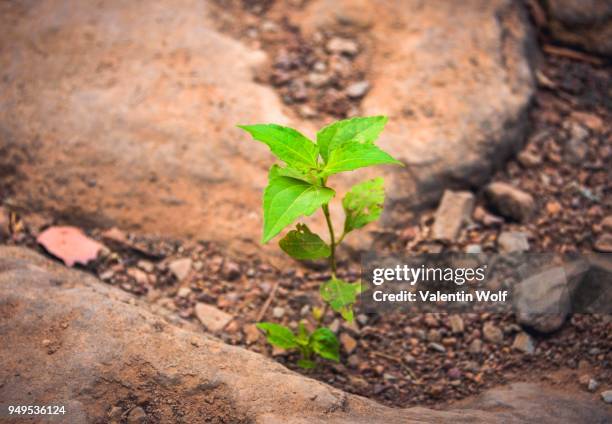 Sprouting In Rocks 460 Sprouting Rock Stock Photos, High-Res Pictures, and Images - Getty ...