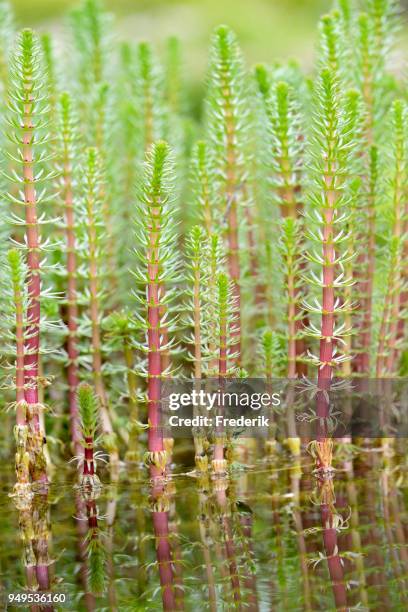 437 Mares Tail Stock Photos High Res Pictures And Images Getty Images 437-mares-tail-stock-photos-high-res-pictures-and-images-getty-images