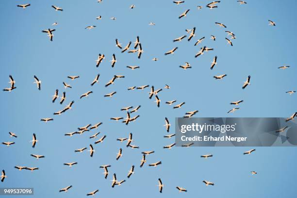 white storks (ciconia ciconia) crowd the departure from winter quarters, silves, district faro, portugal - silves portugal stock pictures, royalty-free photos & images